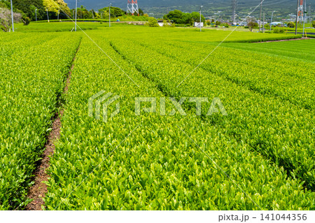 新緑の季節の茶畑 新緑の季節の茶畑 141044356