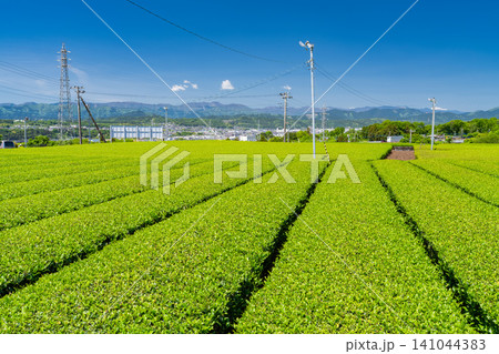 新緑の季節の茶畑 141044383