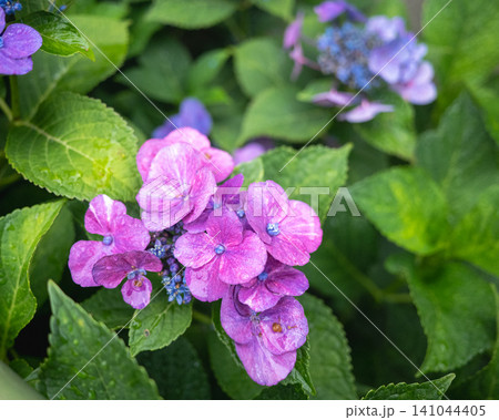 雨に濡れた紫陽花 雨に濡れた紫陽花 141044405