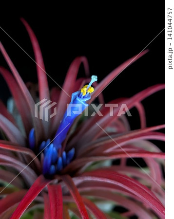 ​開花して赤く紅葉したエアプランツ（チランジア・レインフォレストレッド）の紫色の花 141044757