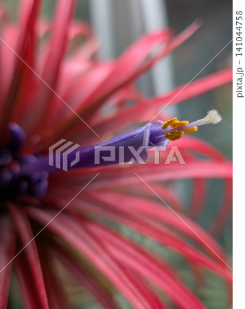 ​開花して赤く紅葉したエアプランツ（チランジア・レインフォレストレッド）の紫色の花 141044758