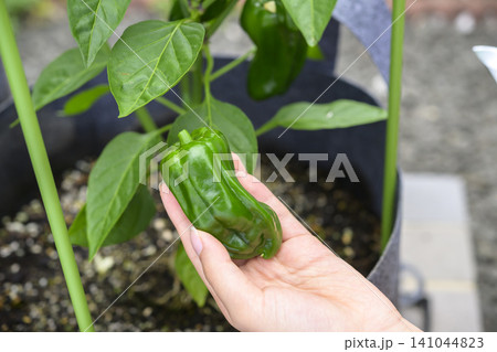 家庭菜園で育てたピーマンの収穫 家庭菜園で育てたピーマンの収穫 141044823