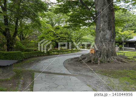 初夏の小諸城内の風景　懐古園　長野県・小諸市 141044956