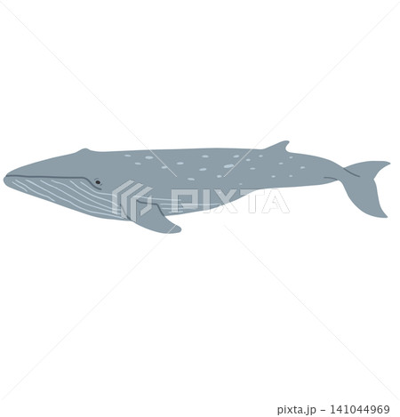 シロナガスクジラ シロナガスクジラ 141044969
