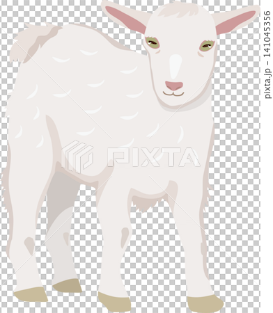 Baby goat Baby goat 141045356