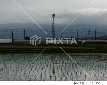 水田に映る曇り空と遠くの電波塔のある田舎の風景 水田に映る曇り空と遠くの電波塔のある田舎の風景 141045562