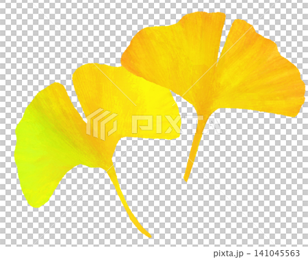 Yellow ginkgo leaves (image) Yellow ginkgo leaves (image) 141045563