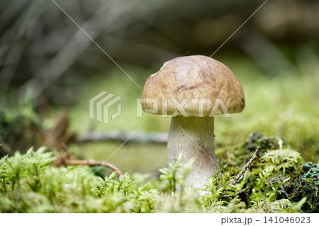 Wild Porcini Mushroom Growing on Mossy Forest Floor Close-Up Natural Edible Fungus Wild Porcini Mushroom Growing on Mossy Forest Floor Close-Up Natural Edible Fungus 141046023