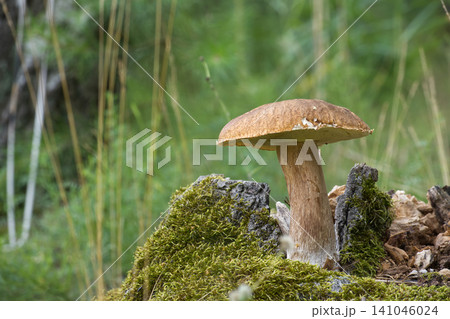 Wild Boletus Mushroom Growing on Mossy Tree Stump in Lush Green Forest Understory Wild Boletus Mushroom Growing on Mossy Tree Stump in Lush Green Forest Understory 141046024