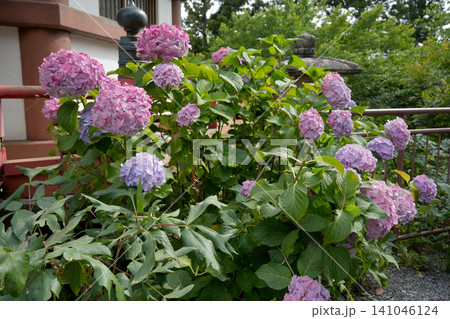 紫陽花 紫陽花 141046124