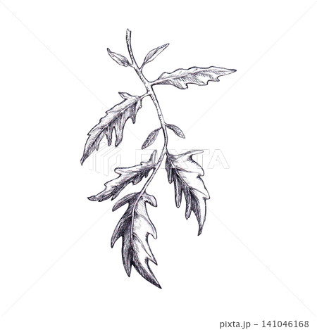 Sprig of tomato leaves with stem hand drawn black and white graphite pencil sketch. Botanical graphic line art element for organic agricultural packaging, seed labels, vegetarian design, healthy food 141046168