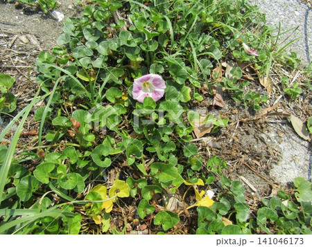 検見川浜海岸の浜昼顔の桃色の花 検見川浜海岸の浜昼顔の桃色の花 141046173