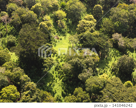 Bird's eye view of a forest in the daytime showing trees and plants Bird's eye view of a forest in the daytime showing trees and plants 141046242