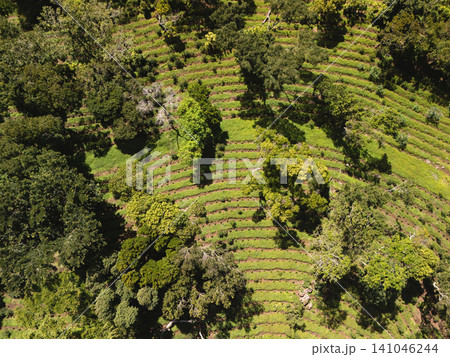 Green fields with curved rows of plants in sunny countryside 141046244