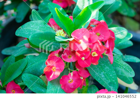 Bright red crown of thorns flowers lush green leaves natural sunlight shallow depth of field vibrant ornamental plant tropical garden beauty Bright red crown of thorns flowers lush green leaves natural sunlight shallow depth of field vibrant ornamental plant tropical garden beauty 141046552