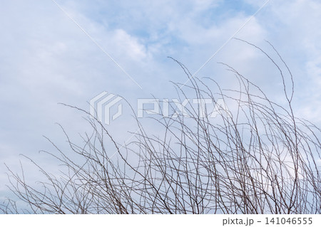 Bare tree branches reaching into cloudy blue sky minimalist composition natural outdoor scenery seasonal transition peaceful atmospheric landscape Bare tree branches reaching into cloudy blue sky minimalist composition natural outdoor scenery seasonal transition peaceful atmospheric landscape 141046555