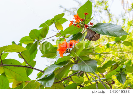 Bright orange wildflowers blooming tropical tree branch lush green leaves natural sunlight ideal for botanical gardening landscape nature themes Bright orange wildflowers blooming tropical tree branch lush green leaves natural sunlight ideal for botanical gardening landscape nature themes 141046588