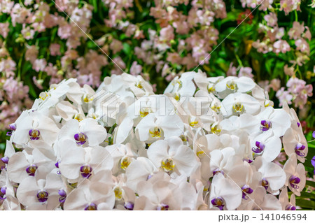Elegant white orchid flowers purple accents blooming lush floral display creating graceful botanical background ideal for weddings decoration garden themes Elegant white orchid flowers purple accents blooming lush floral display creating graceful botanical background ideal for weddings decoration garden themes 141046594