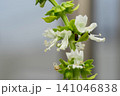 バジルの花が咲きました 141046838