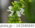 バジルの花 141046840