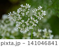 パクチーの花が咲きました 141046841