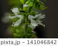バジルの花 141046842