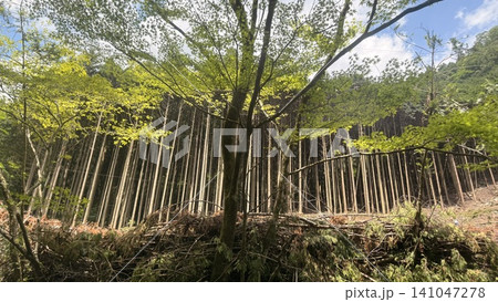 竹林のある風景 竹林のある風景 141047278