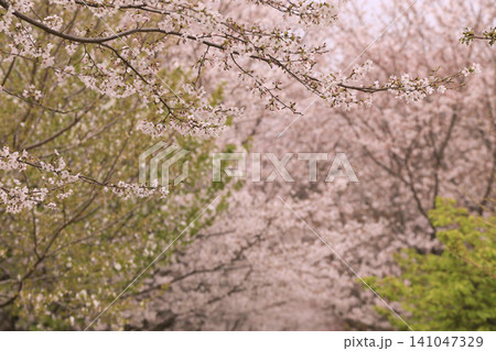 満開の桜 満開の桜 141047329