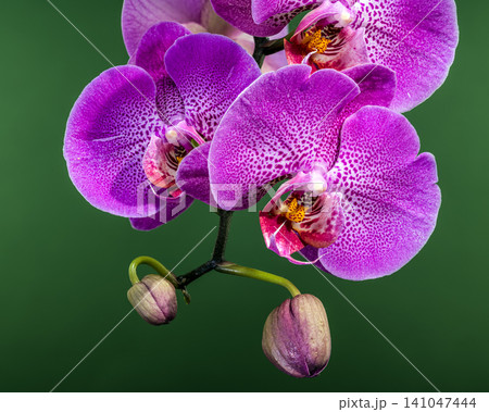 Beautiful Purple Phalaenopsis Orchid Flowers Blooming On Green Background 141047444