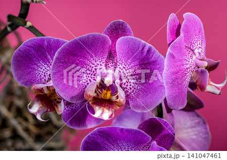 Beautiful Purple Phalaenopsis Orchid Flowers Blooming On Pink Background Beautiful Purple Phalaenopsis Orchid Flowers Blooming On Pink Background 141047461