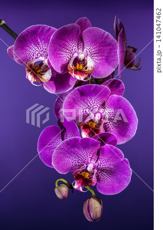 Beautiful Purple Phalaenopsis Orchid Flowers Blooming On Dark Background Beautiful Purple Phalaenopsis Orchid Flowers Blooming On Dark Background 141047462