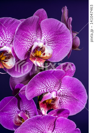 Beautiful Purple Phalaenopsis Orchid Flowers Blooming On Dark Background Beautiful Purple Phalaenopsis Orchid Flowers Blooming On Dark Background 141047463