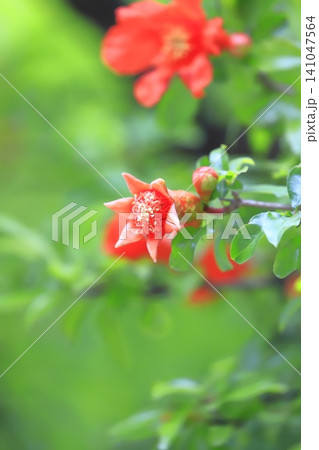 オレンジ色のザクロの花とつぼみ オレンジ色のザクロの花とつぼみ 141047564