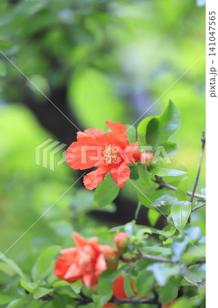 オレンジ色のザクロの花とつぼみ オレンジ色のザクロの花とつぼみ 141047565