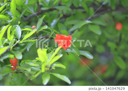 オレンジ色のザクロの花とつぼみ オレンジ色のザクロの花とつぼみ 141047629