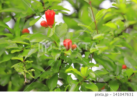 オレンジ色のザクロの花とつぼみ オレンジ色のザクロの花とつぼみ 141047631