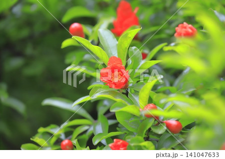 オレンジ色のザクロの花とつぼみ オレンジ色のザクロの花とつぼみ 141047633