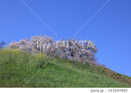 満開の桜と行田市さきたま古墳丸墓山古墳の風景 満開の桜と行田市さきたま古墳丸墓山古墳の風景 141047695
