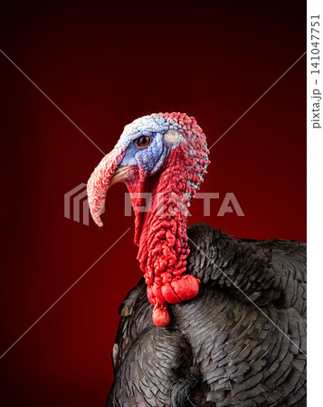 portrait of a turkey on a red background portrait of a turkey on a red background 141047751