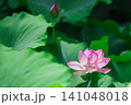 大きな蓮の葉に囲まれて咲くハスの花 141048018