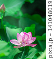 夏の日差しに咲く美しいハスの花 141048019