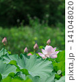 白いハスの花と蕾が彩る夏の風景 141048020