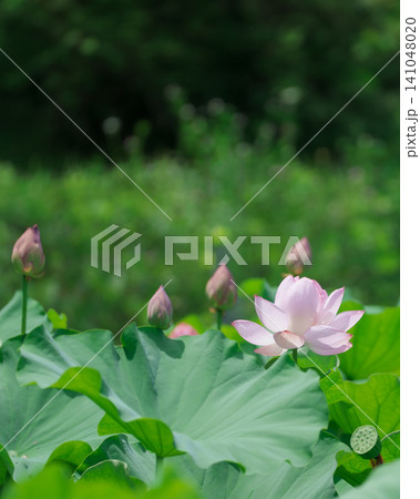 白いハスの花と蕾が彩る夏の風景 141048020