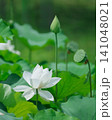 白いハスの花と蕾が彩る夏のハス池 141048021