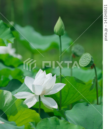 白いハスの花と蕾が彩る夏のハス池 141048021
