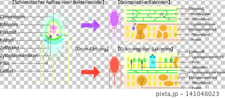 Bacterial structure and Gram staining, comparative illustration of Gram-positive and Gram-negative bacteria (in German) Bacterial structure and Gram staining, comparative illustration of Gram-positive and Gram-negative bacteria (in German) 141048023