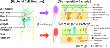 細菌構造とグラム染色、グラム陽性菌・グラム陰性菌の比較イラスト 英語 細菌構造とグラム染色、グラム陽性菌・グラム陰性菌の比較イラスト 英語 141048024