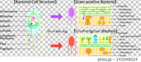 Bacterial structure and Gram staining, comparative illustration of Gram-positive and Gram-negative bacteria (English) Bacterial structure and Gram staining, comparative illustration of Gram-positive and Gram-negative bacteria (English) 141048024