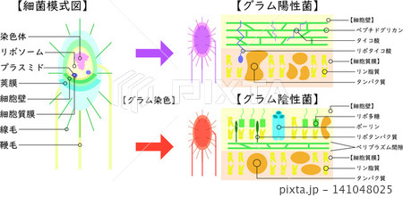 細菌構造とグラム染色、グラム陽性菌・グラム陰性菌の比較イラスト 日本語 細菌構造とグラム染色、グラム陽性菌・グラム陰性菌の比較イラスト 日本語 141048025