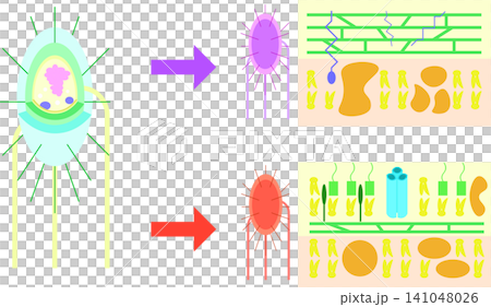細菌構造とグラム染色、グラム陽性菌・グラム陰性菌の比較イラスト 細菌構造とグラム染色、グラム陽性菌・グラム陰性菌の比較イラスト 141048026